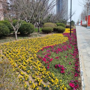 区城市管理局组织草花栽植扮靓新区