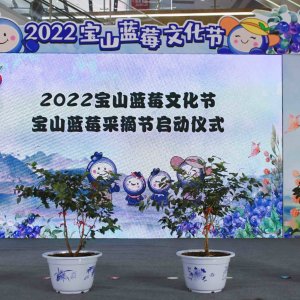 政企合作，助农增收！2022宝山蓝莓文化节暨宝山蓝莓采摘节启幕