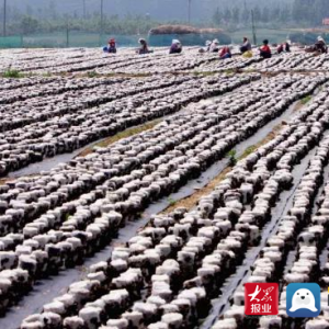 青岛西海岸新区大村镇入围“省级农业产业强镇”