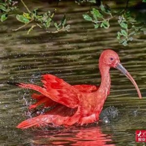 首次引进！世界上最“红”的鸟国庆假期惊艳岛城
