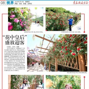 “花中皇后”盛放迎客