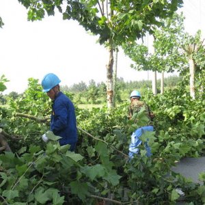 黄岛区供电公司：清树障迎夏峰