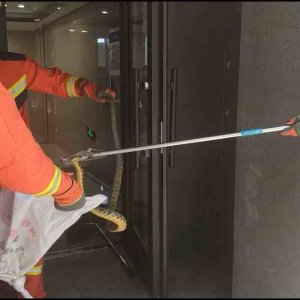 社区发现大蛇盘踞 黄岛消防出动捕蛇