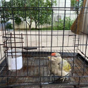 琅琊派出所：救起受伤小鸟 原是珍稀物种