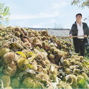 金秋板栗喜丰收