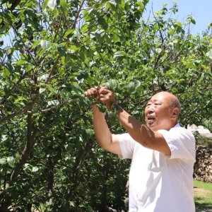 退伍老兵争当新时代造林“愚公”