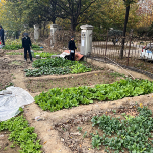 长江路执法中队?开展开荒种菜集中清理行动