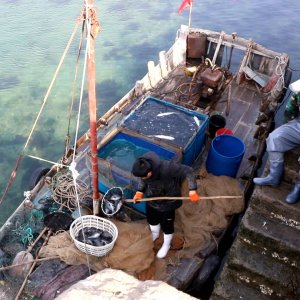 渔船归来货满仓