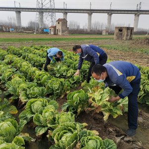 白菜地里来了志愿者