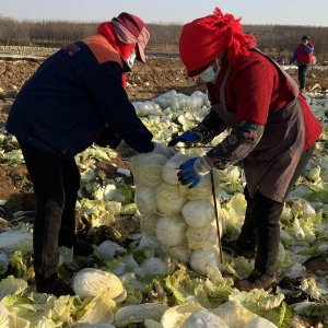 从地头到桌头  瑞源集团达客鲜生爱心助农