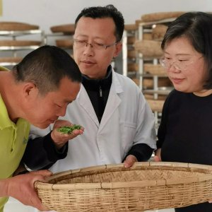 2022年度“青岛工匠”张续周：潜心培育新茶种，一芽一叶映初心