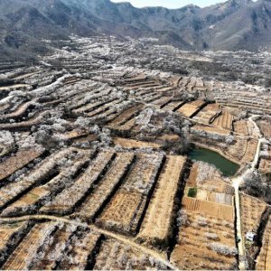 旅居西海岸·从春天出发｜杨家山里：醉美春光在山里