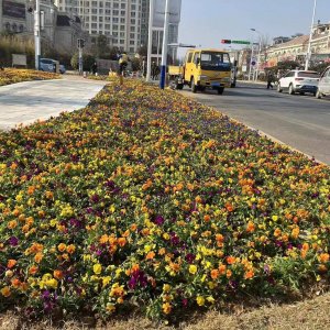 扮靓城市“颜值” 提升城市品质——西海岸新区城市管理局打造重要节点种植草花为城市 ...