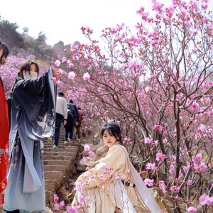 第十八届青岛大珠山杜鹃花会将于4月1日启幕