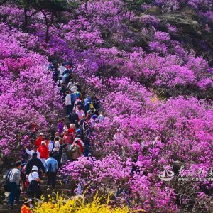 旅居西海岸·从春天出发｜大珠山风景区：秀谷飞红春满山