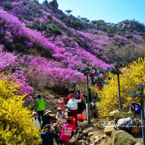 大珠山杜鹃花会启幕，多种特色主题活动带来沉浸式游玩体验