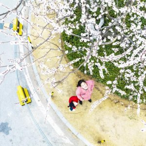 杏花盛放春意浓