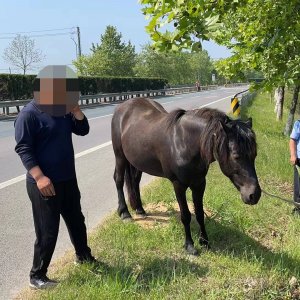 马走丢路上乱窜，民警找到马主人