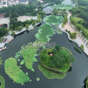 组图：雨后荷韵